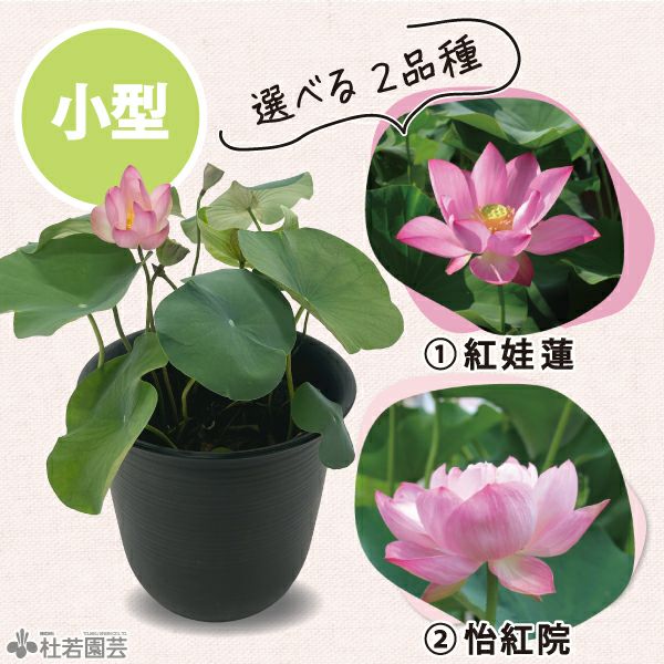 株式会社 杜若園芸｜水草の生産販売【通販ショップ】