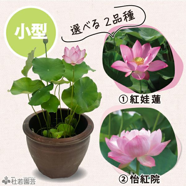 陶器鉢で咲かせる大型蓮栽培フルセット【肥料プレゼント】 | 杜若園芸