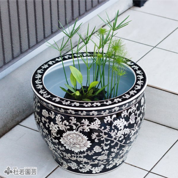 水鉢KAREN ブラック | 杜若園芸WEBショップ｜水草の生産販売【通販