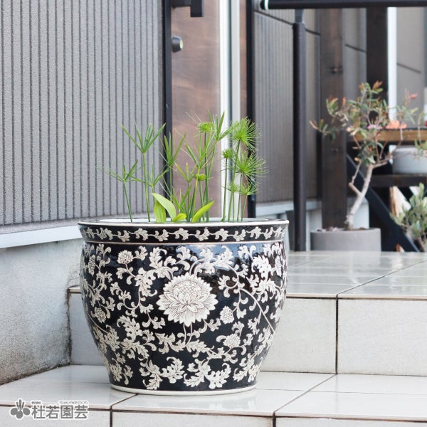 水鉢KAREN ブラック | 杜若園芸WEBショップ｜水草の生産販売【通販