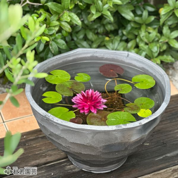 三河焼陶器鉢で育てる温帯スイレン栽培セット | 杜若園芸WEBショップ