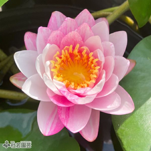 三河焼陶器鉢で育てる温帯スイレン栽培セット | 杜若園芸WEBショップ