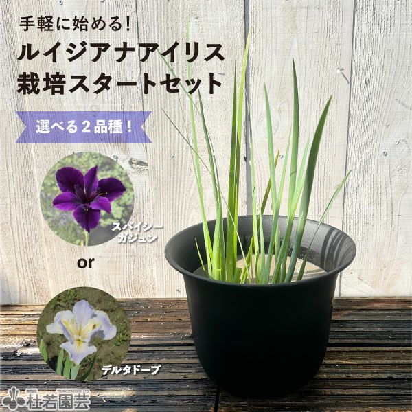 商品一覧 |杜若園芸WEBショップ｜水草の生産販売【通販ショップ】