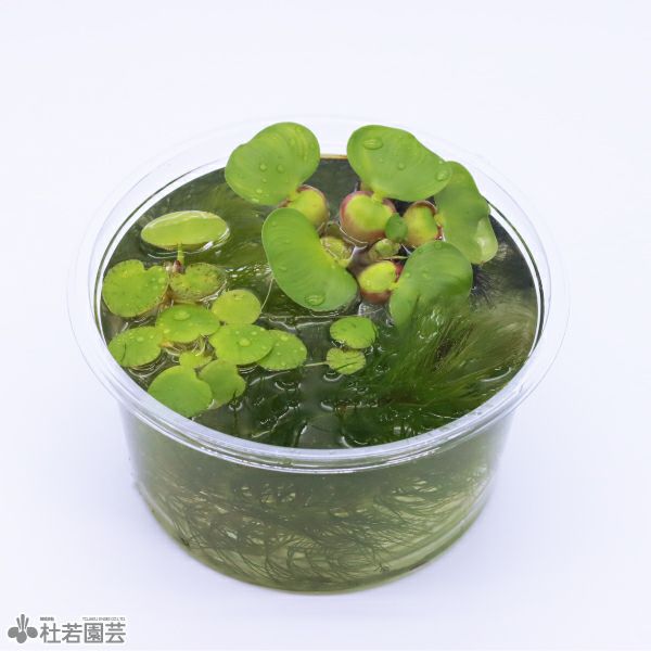 メダカ、たまやメダカ商品、水草などの植物 Amazon | ジェックス GEX メダカ元気 メダカの産卵草 ホテイアオイ