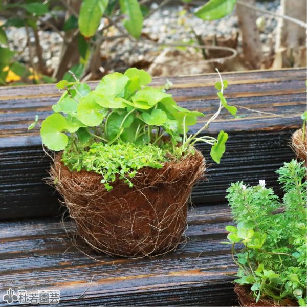 ビオトープ寄せ植え | 杜若園芸WEBショップ｜水草の生産販売【通販