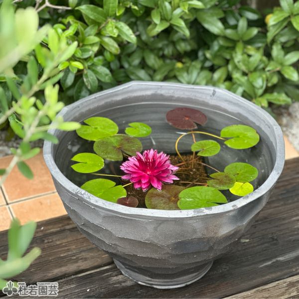 三河焼 丸型陶器鉢15号 | 杜若園芸WEBショップ｜水草の生産販売【通販