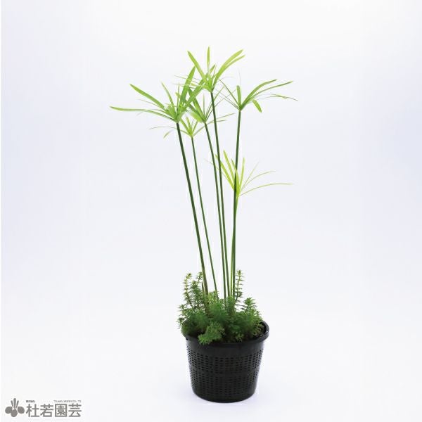 メダカ飼育用寄せ植え | 杜若園芸WEBショップ｜水草の生産販売【通販