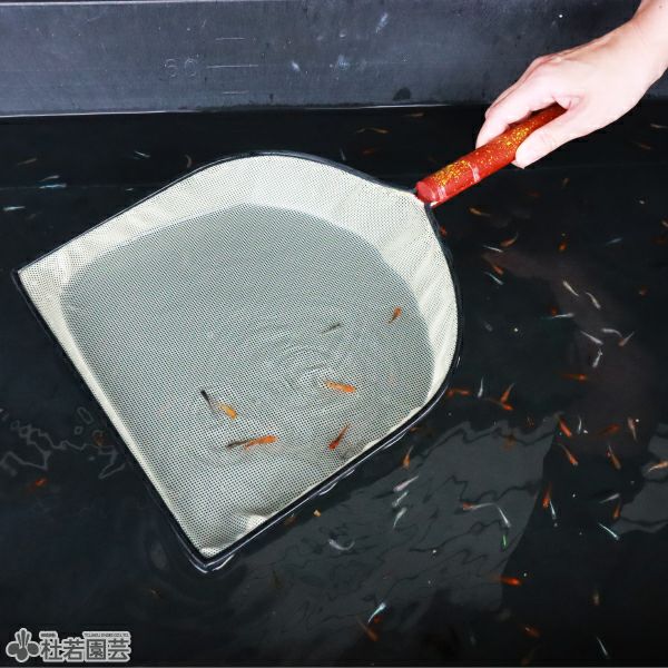 ひめけんメダカ網(大) | 杜若園芸WEBショップ｜水草の生産販売【通販