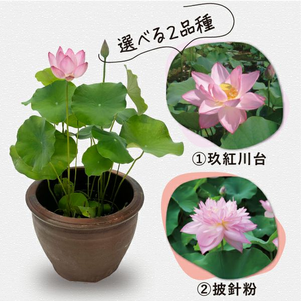 残り僅か 睡蓮 蓮 ビオトープ 睡蓮ビオトープ2024 ～長月 観察記 其の壱～｜ちばんぶー9の備忘録