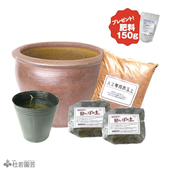 大型蓮・陶器鉢育成フルセット【肥料プレゼント】 | 杜若園芸WEB
