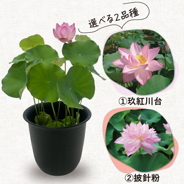 松崎 健　大鉢 大型蓮・プラ鉢育成フルセット【肥料プレゼント】 | 杜若園芸WEB