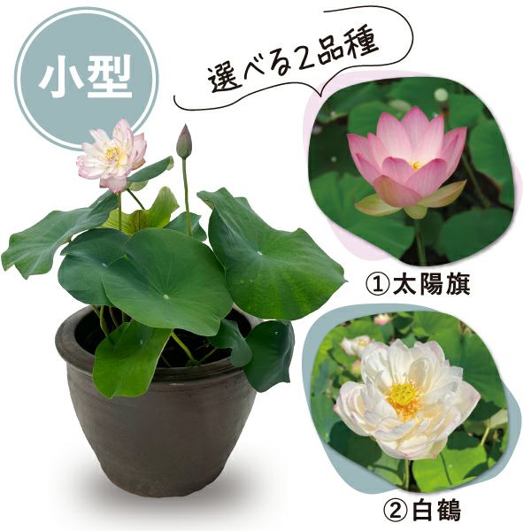 大型蓮・陶器鉢育成フルセット【肥料プレゼント】 | 杜若園芸WEB