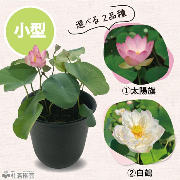 大型蓮・陶器鉢育成フルセット【肥料プレゼント】 | 杜若園芸WEB