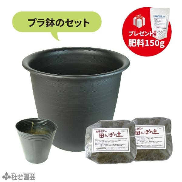 プラ鉢で育てる小型ハス栽培オールインワンセット【肥料プレゼント