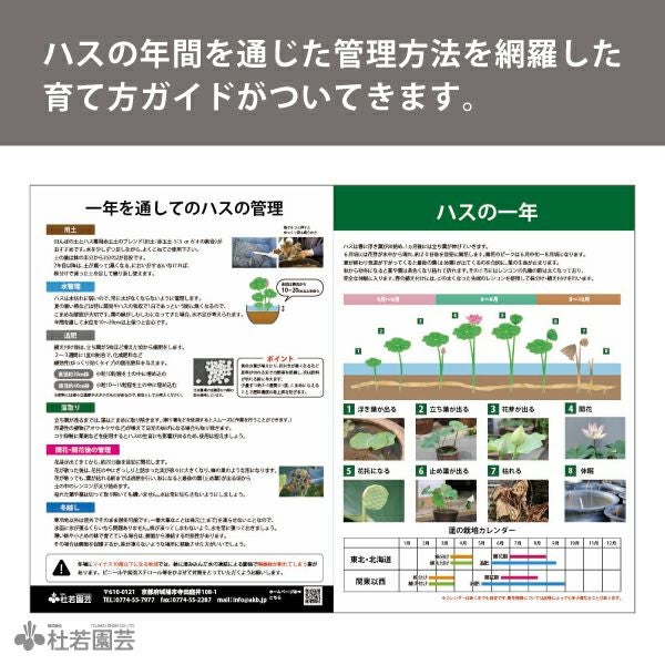 プラ鉢で育てる小型ハス栽培オールインワンセット【肥料プレゼント