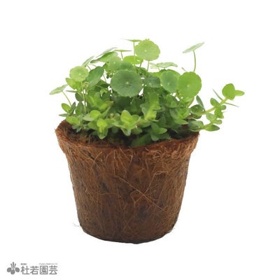 メダカ飼育用寄せ植え | 杜若園芸WEBショップ｜水草の生産販売【通販 