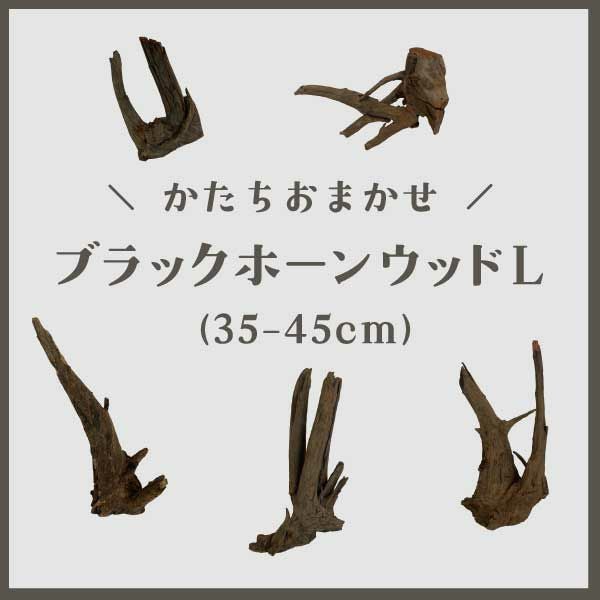 お楽しみナチュラルホーンウッドx3セット | 杜若園芸WEBショップ