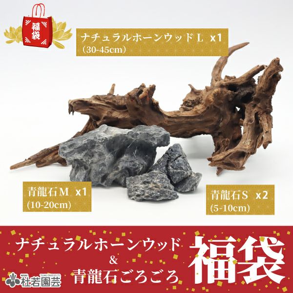 青龍石-7 | 杜若園芸WEBショップ｜水草の生産販売【通販ショップ】