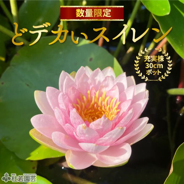 どデカいスイレン マダムウィルフロンゴネール(温帯スイレン) | 杜若