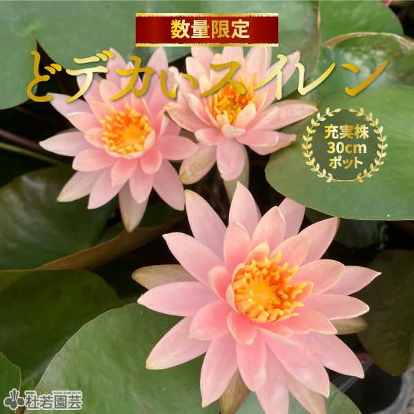スイレン】 マダム ウィルフロン ゴネール(温帯睡蓮) 12cmポット