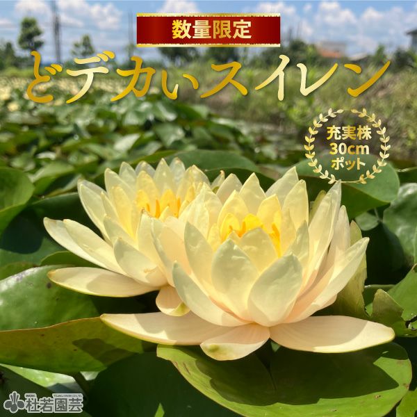 どデカいスイレン インナーライト(温帯スイレン) | 杜若園芸WEB