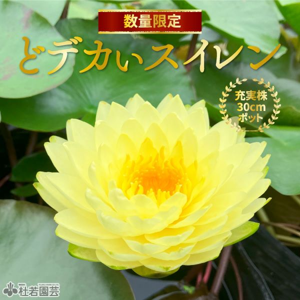 お楽しみスイレン | 杜若園芸WEBショップ｜水草の生産販売【通販ショップ】