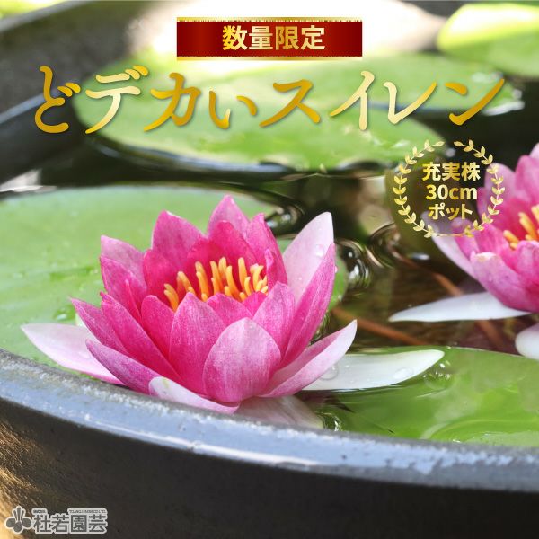 シペリウジウム　カルルム　【蘭科アツモリ草属】シンガポールラッフル 水生植物】 コロカシアブラックリップル 12cmP | 杜若園芸WEBショップ