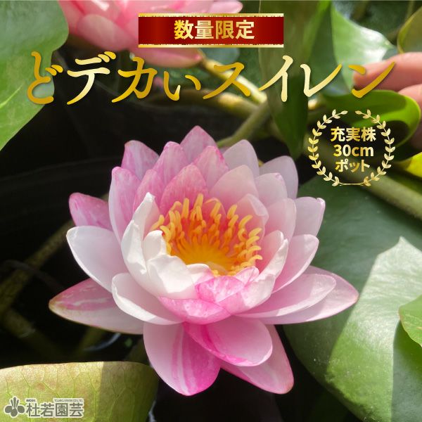 お楽しみスイレン | 杜若園芸WEBショップ｜水草の生産販売【通販ショップ】