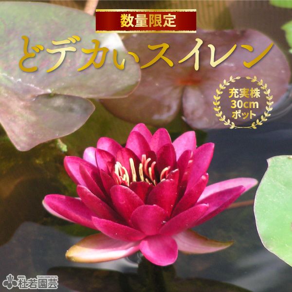 スイレン】 オールモストブラック（温帯睡蓮） 19cmカゴ | 杜若園芸WEB
