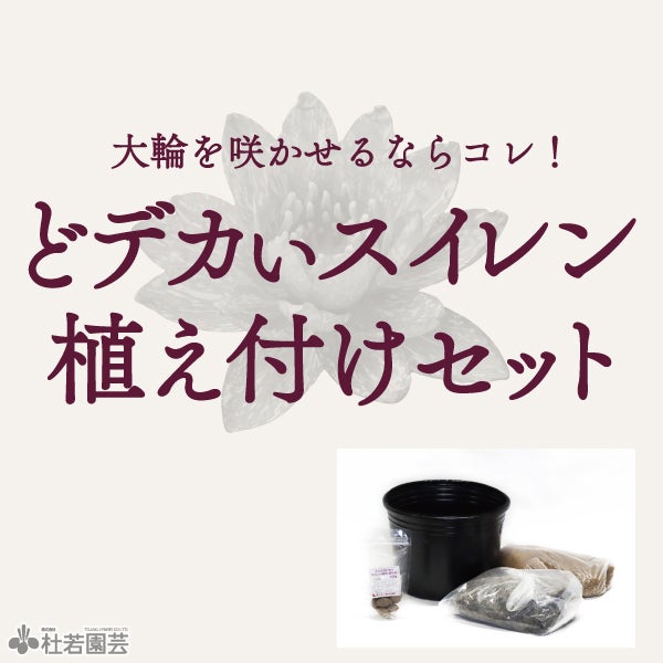 スイレン】マニカム(温帯睡蓮) 19cmカゴ | 杜若園芸WEBショップ｜水草