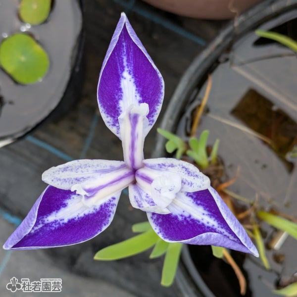 12cmポット苗 | 杜若園芸WEBショップ｜水草の生産販売【通販ショップ】