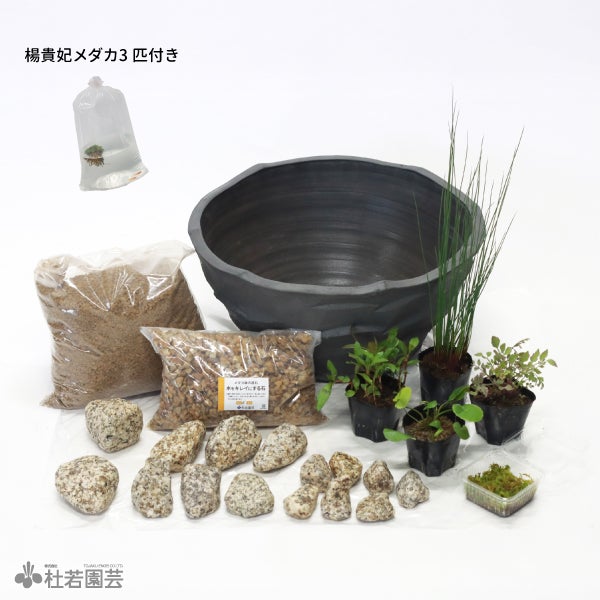 初夏のせせらぎビオトープセット-三河焼鉢×水生植物×楊貴妃メダカ3匹