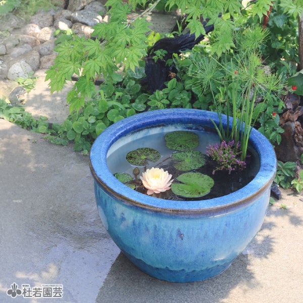 希少品種スイレン＆夏水草の贅沢セット | 杜若園芸WEBショップ｜水草の