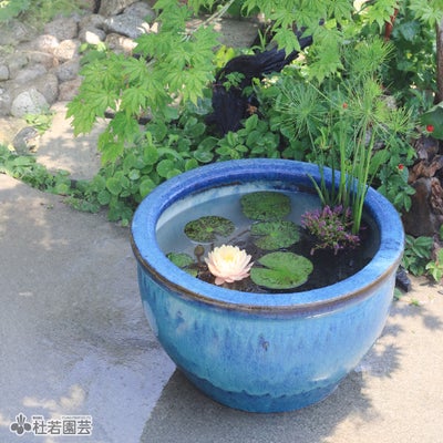 栽培・飼育セット【蓮・睡蓮・ビオトープ・メダカ】 | 杜若園芸WEB 