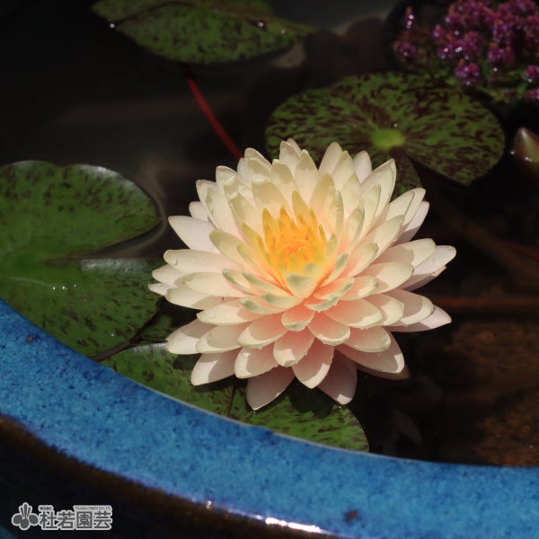 希少品種温帯スイレン＆夏水草の贅沢セット | 杜若園芸WEBショップ
