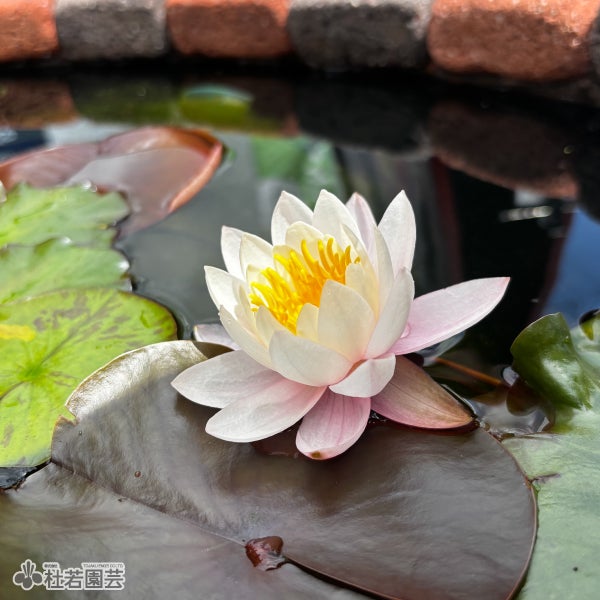 スイレン】シャノン(温帯睡蓮) 19cmカゴ | 杜若園芸WEBショップ｜水草