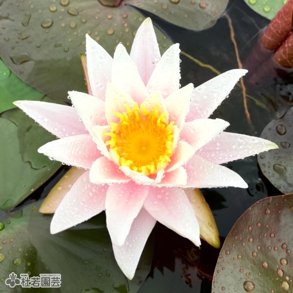 スイレン】シャノン(温帯睡蓮) 19cmカゴ | 杜若園芸WEBショップ｜水草