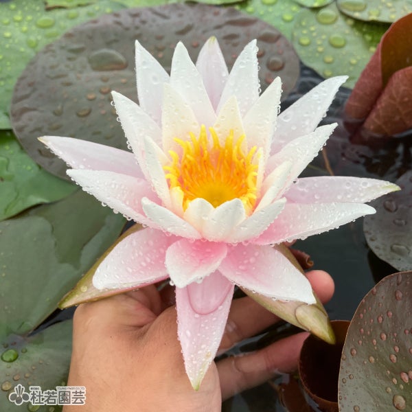 スイレン】シャノン(温帯睡蓮) 19cmカゴ | 杜若園芸WEBショップ｜水草