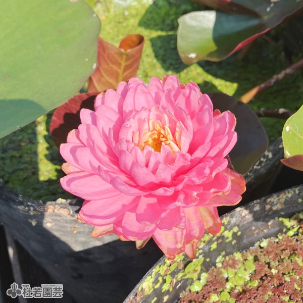 スイレン】マニカム(温帯睡蓮) 19cmカゴ | 杜若園芸WEBショップ｜水草