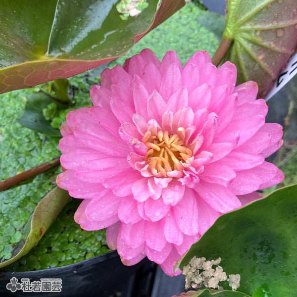 スイレン】マニカム(温帯睡蓮) 19cmカゴ | 杜若園芸WEBショップ｜水草