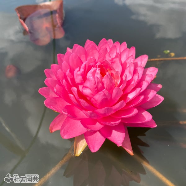 スイレン】マニカム(温帯睡蓮) 19cmカゴ | 杜若園芸WEBショップ｜水草