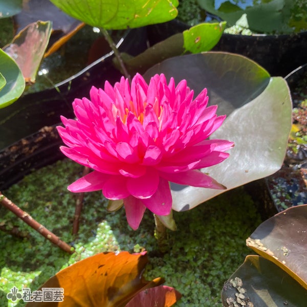 スイレン】マニカム(温帯睡蓮) 19cmカゴ | 杜若園芸WEBショップ｜水草
