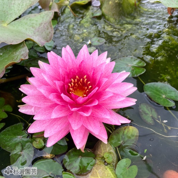 スイレン】マハソムブット(温帯睡蓮) 19cmカゴ | 杜若園芸WEBショップ