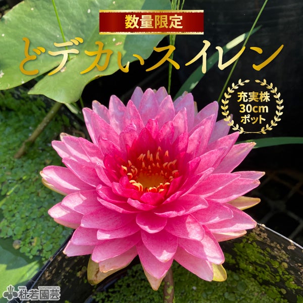 スイレン】マハソムブット(温帯睡蓮) 19cmカゴ | 杜若園芸WEBショップ