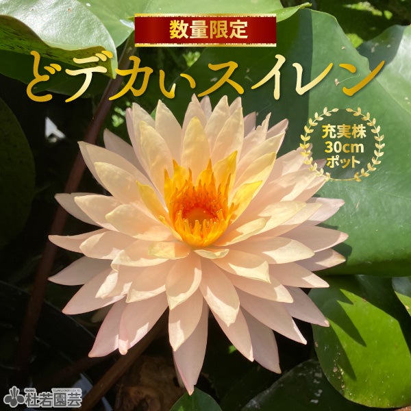 冷凍品】 生の蓮の実 皮付（1kg）【蓮食・ハスの実・はすの実】 | 杜若