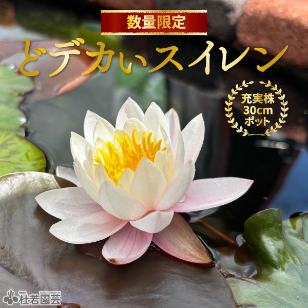 蓮、ハス】 蝶戀花（ちょうれんか）【中・大型種】 | 杜若園芸WEB