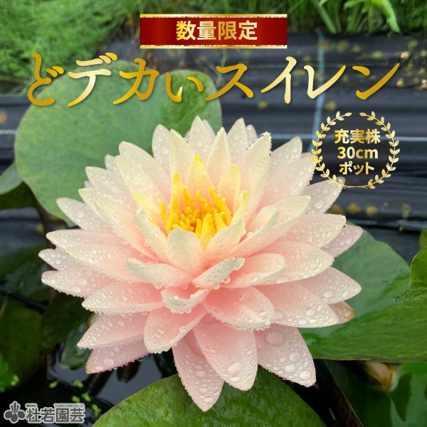 スイレン】マニカム(温帯睡蓮) 19cmカゴ | 杜若園芸WEBショップ｜水草
