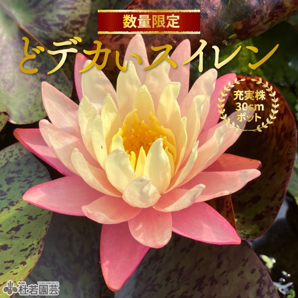 お楽しみスイレン | 杜若園芸WEBショップ｜水草の生産販売【通販ショップ】