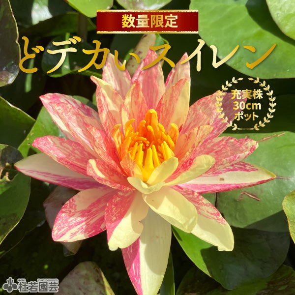 お楽しみスイレン | 杜若園芸WEBショップ｜水草の生産販売【通販ショップ】