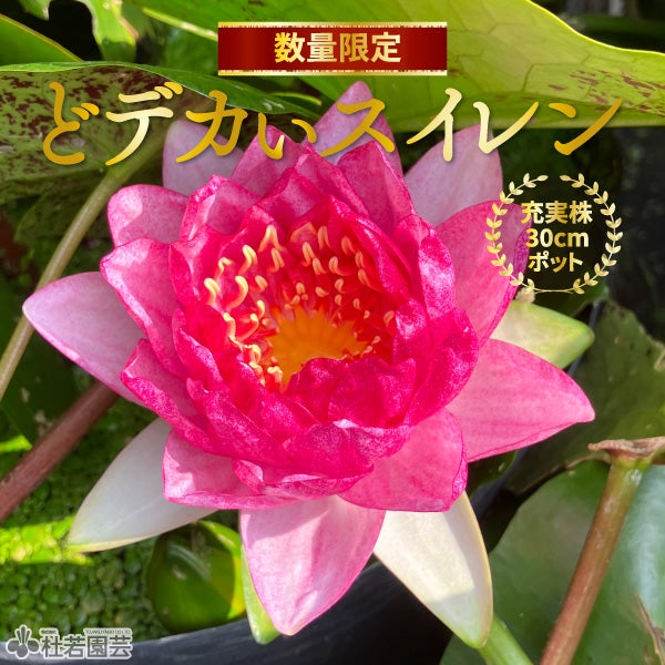お楽しみスイレン | 杜若園芸WEBショップ｜水草の生産販売【通販ショップ】